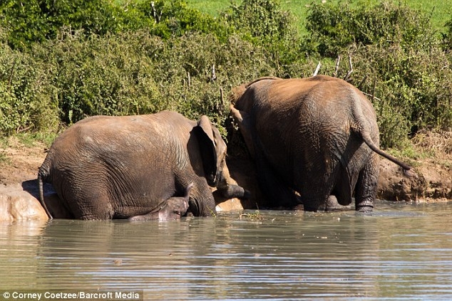 Рейнджеры, рискуя жизнями, спасли слоненка