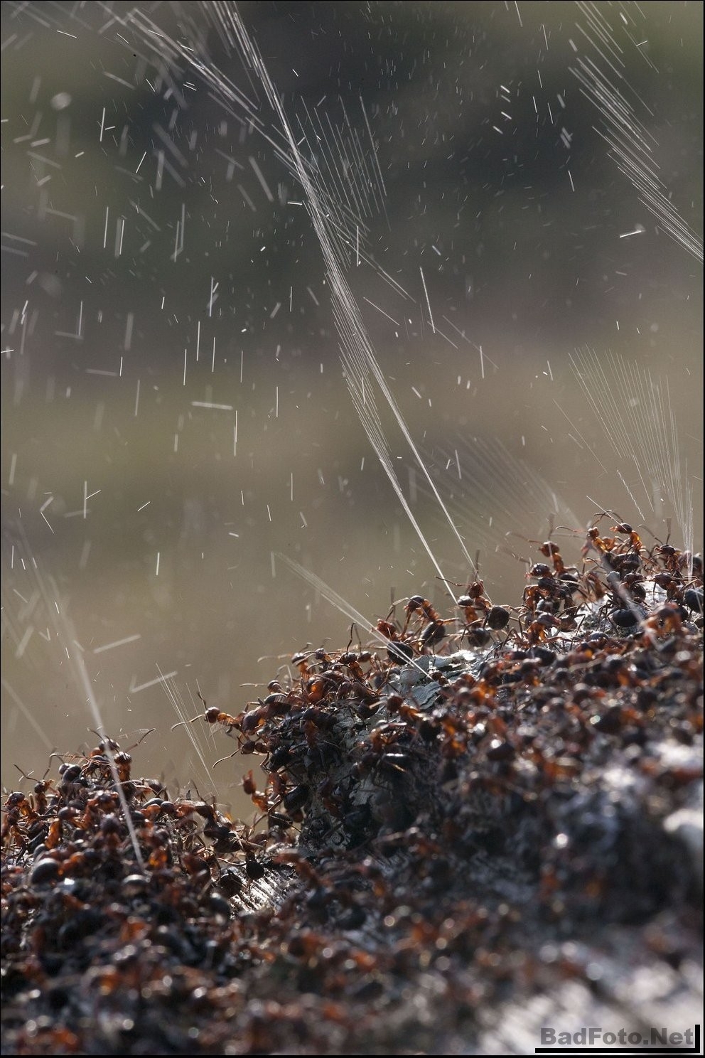 Оборона муравейника 