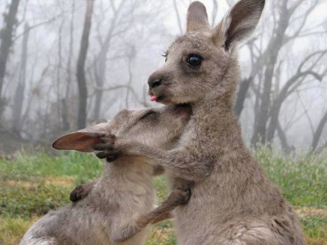 Очаровательные кенгурята 