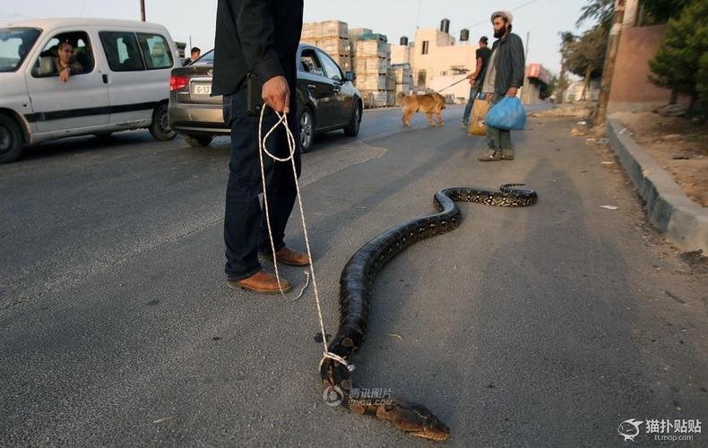 Палестинец по улице выгуливал  питона