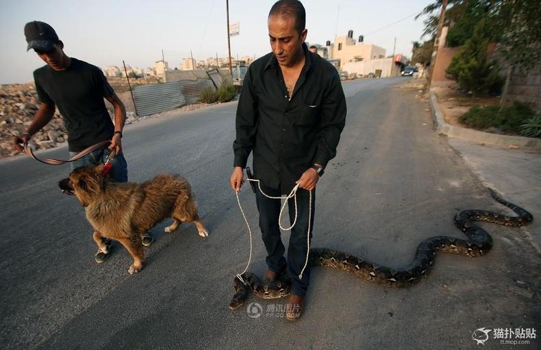 Палестинец по улице выгуливал  питона