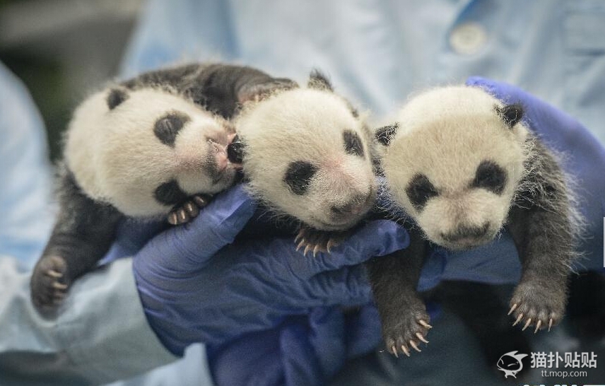 Рождение маленькой панды
