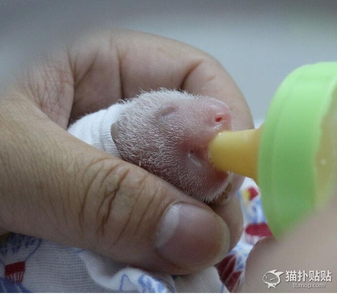 Рождение маленькой панды