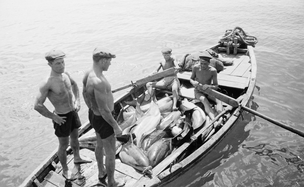 Ловля дельфинов в Туапсе в 1947 году  