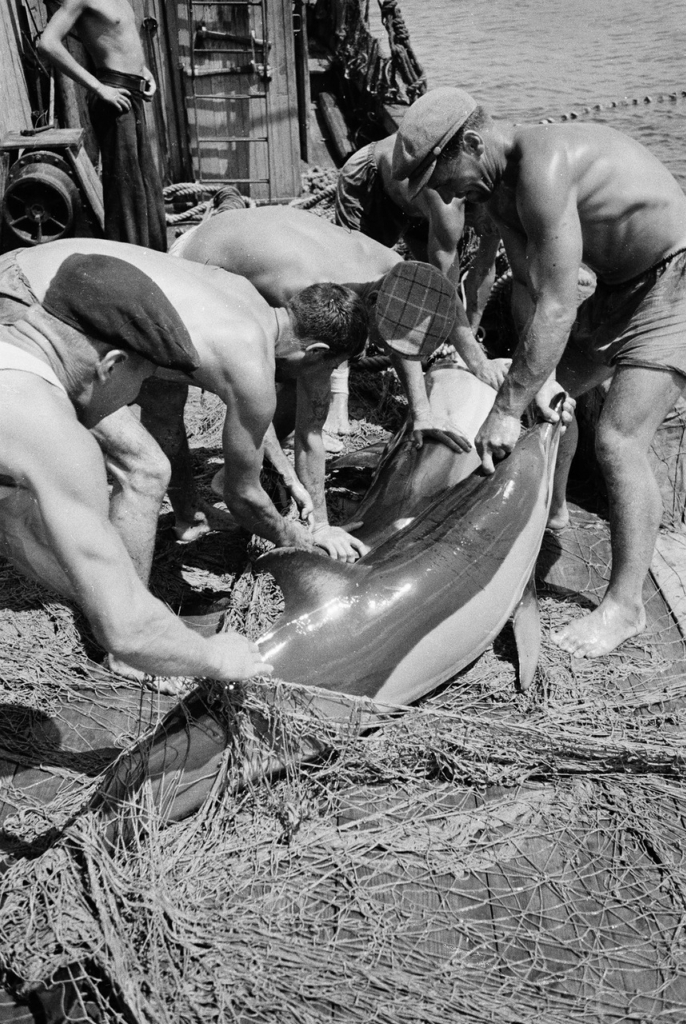 Ловля дельфинов в Туапсе в 1947 году  