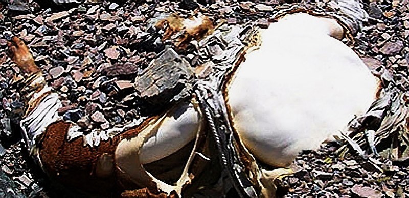 Жуткие кадры с горы смерти: Эверест превращают в могильник