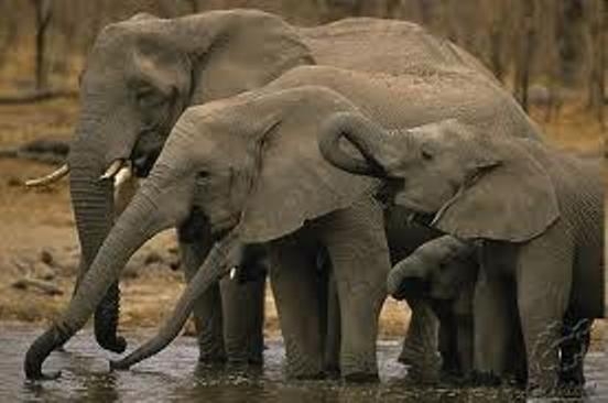 Купанье слонов на Шри Ланке
