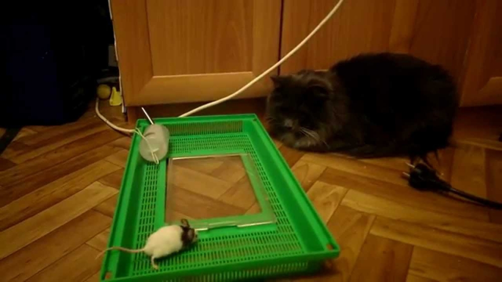 Кошка и мышка 