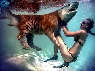 Самые страшные акулы