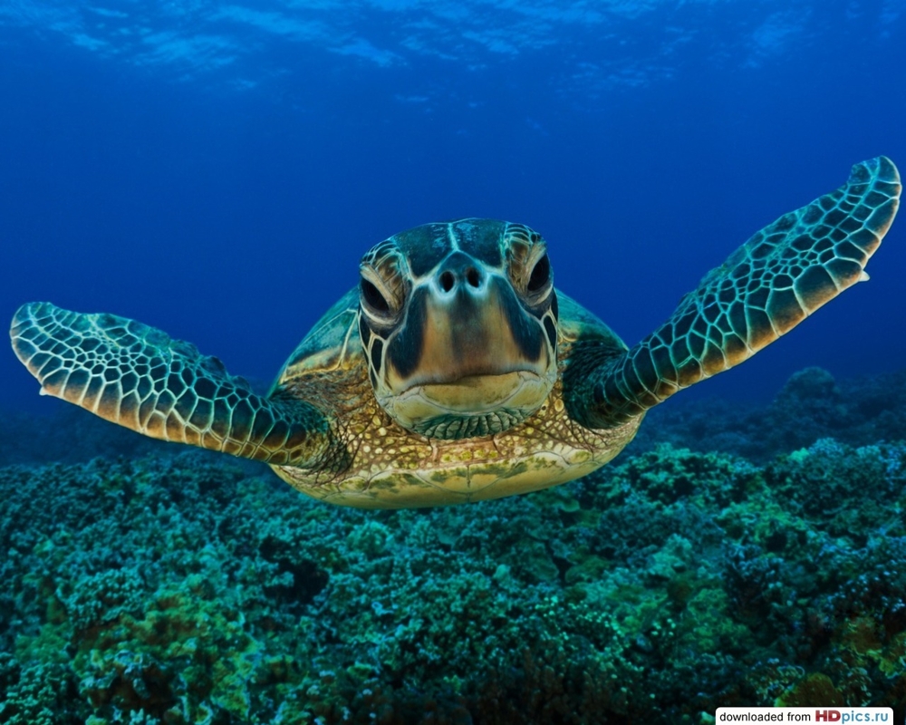 Большая черепаха На Шри Ланке