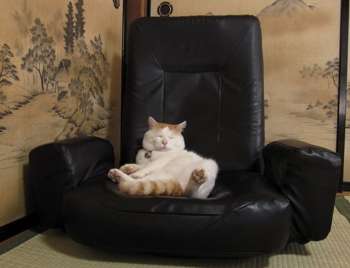 Коты, которые постигли искусство полного расслабления