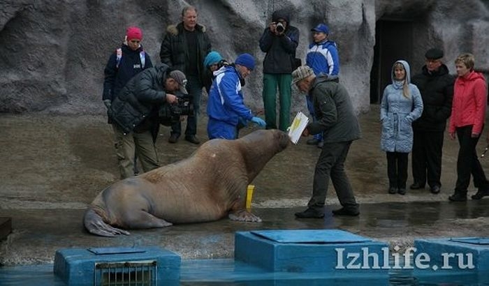 Николай Николаевич Дроздов в Ижевском зоопарке