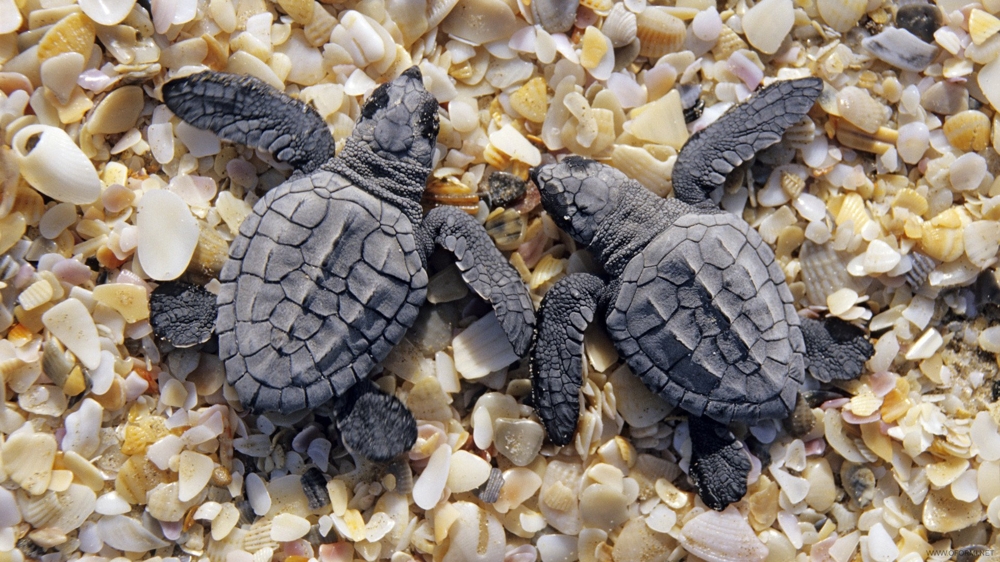  Маленькие Черепашки На Шри Ланке(Small turtles in Sri Lanka)