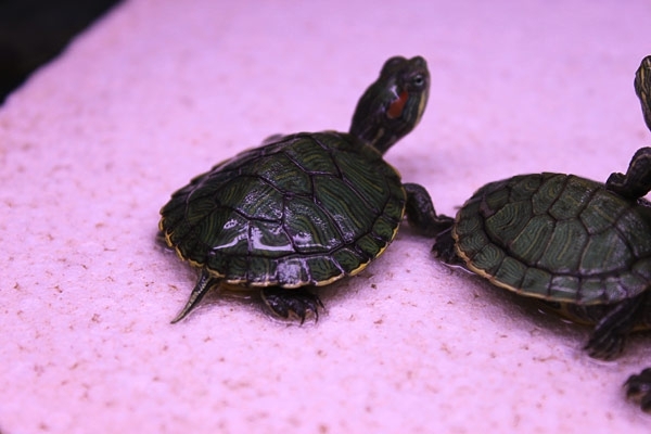  Маленькие Черепашки На Шри Ланке(Small turtles in Sri Lanka)
