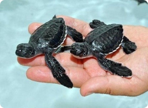  Маленькие Черепашки На Шри Ланке(Small turtles in Sri Lanka)