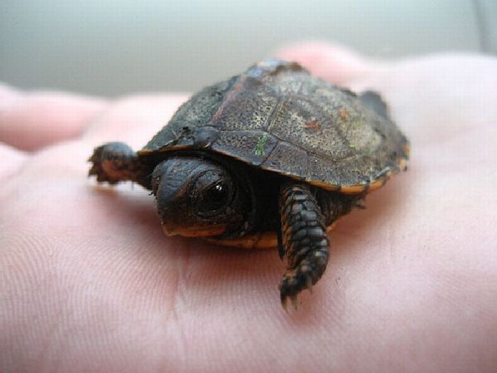  Маленькие Черепашки На Шри Ланке(Small turtles in Sri Lanka)