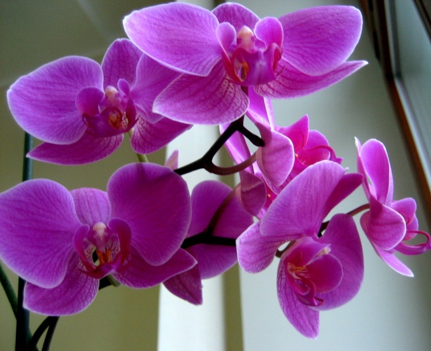 Орхидеи На Шри Ланке