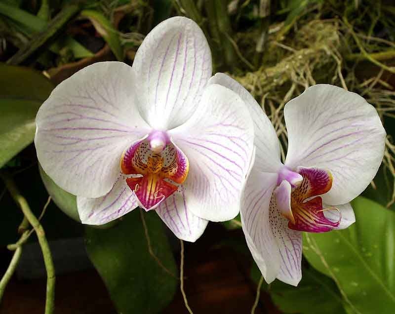 Орхидеи На Шри Ланке