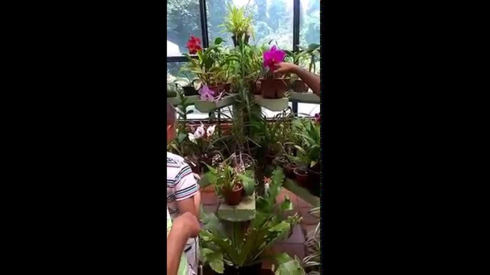 Орхидеи На Шри Ланке 