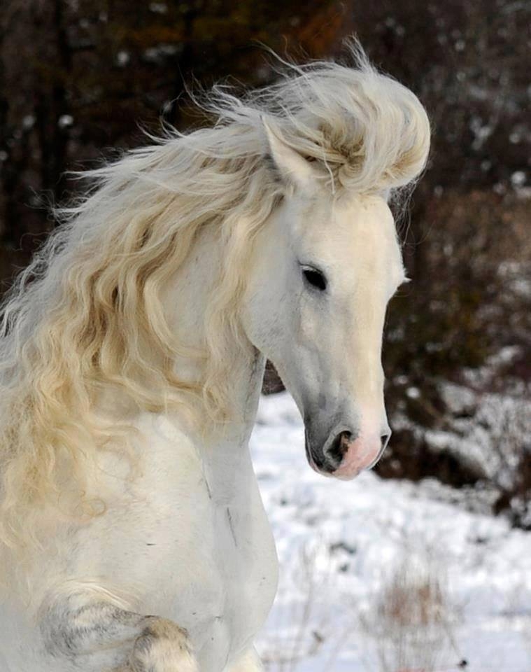 Красивейшая лошадь