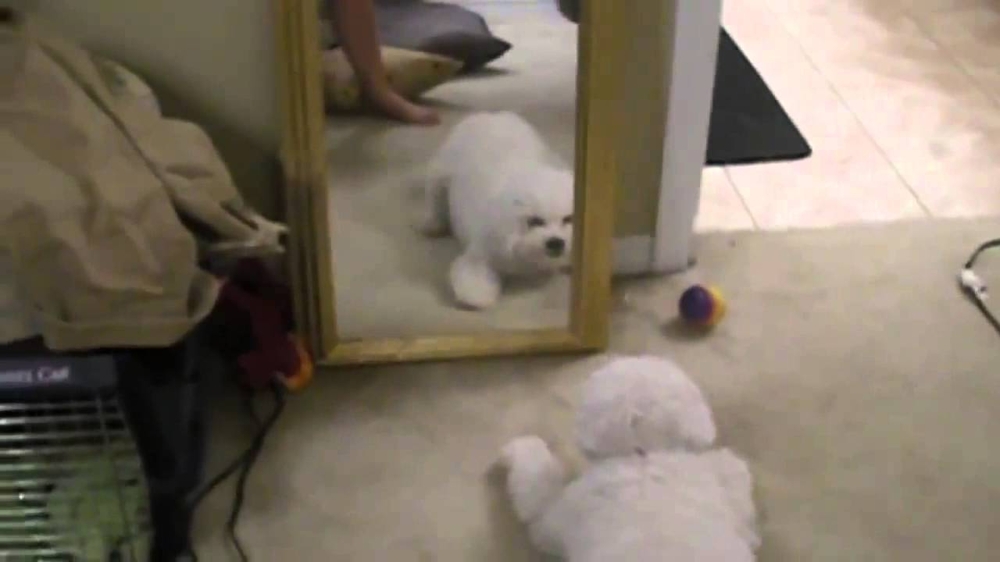 Собака vs зеркало ))  