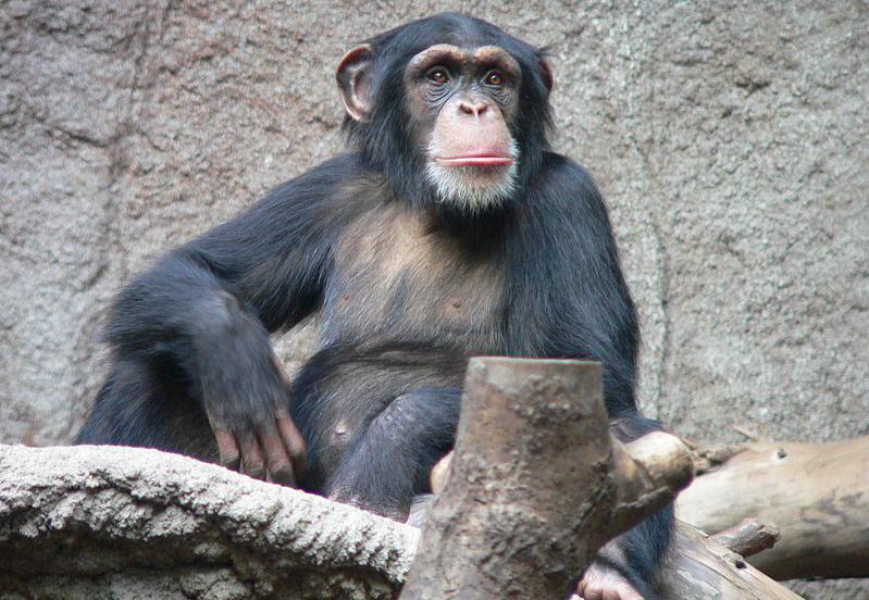 Насколько умными могут быть шимпанзе