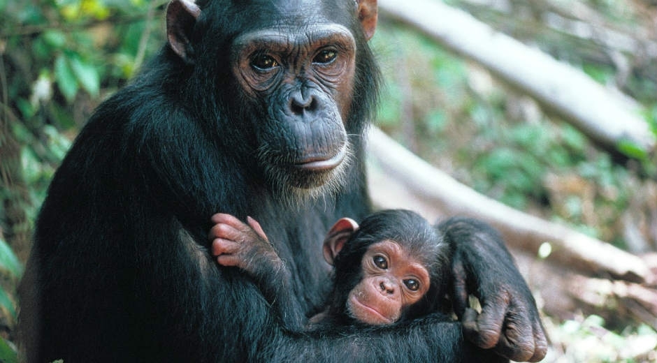 Насколько умными могут быть шимпанзе