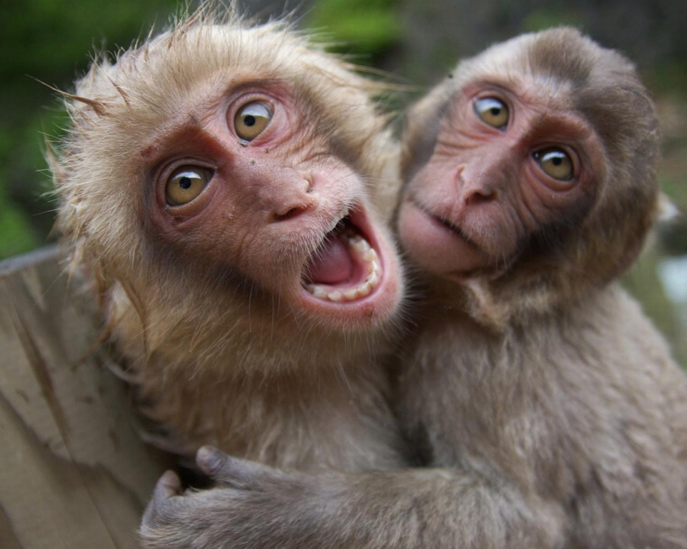 Дикие обезьяны на Шри Ланке