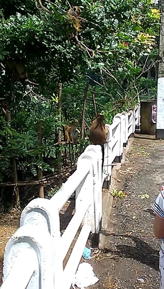Дикие обезьяны на Шри Ланке 