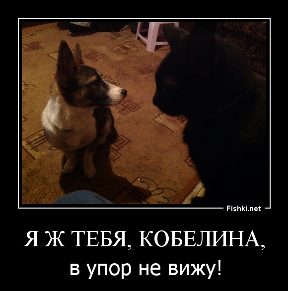 я ж тебя, кобелина,