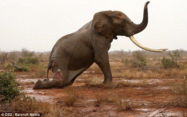 Спасение раненного слона