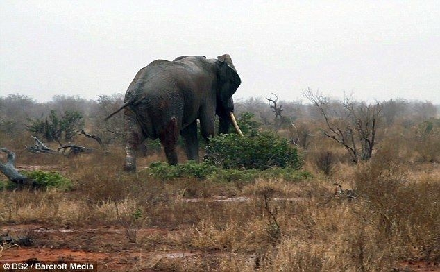 Спасение раненного слона