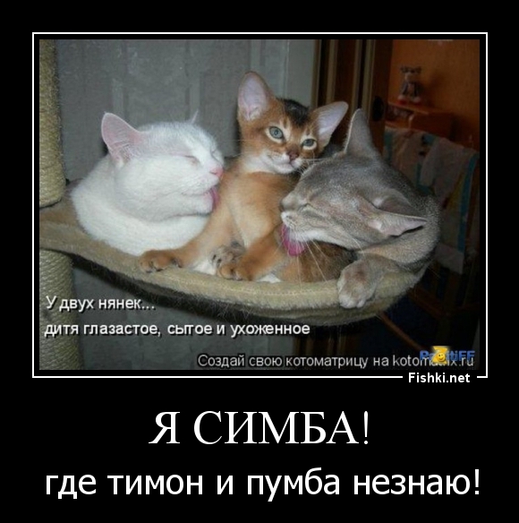 Я симба!