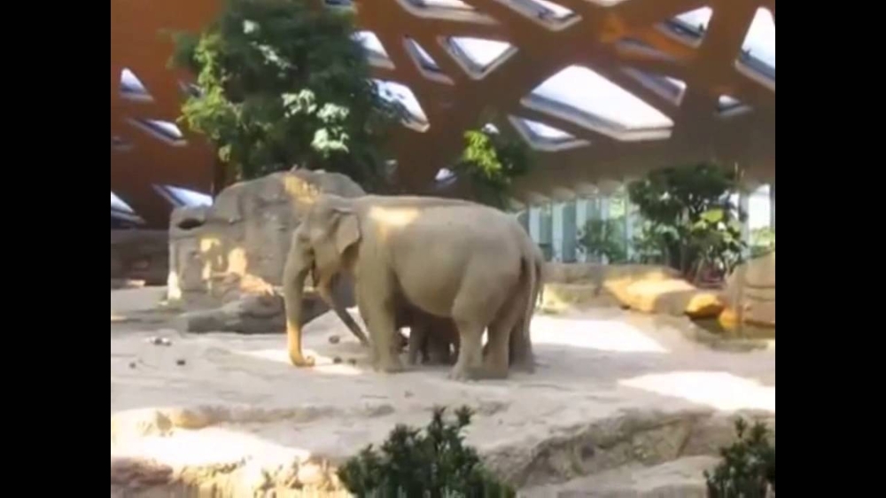 Слоненок оступился 