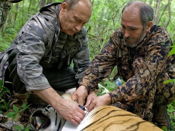Амурский тигр Кузя, выпущенный Путиным, сбежал в Китай
