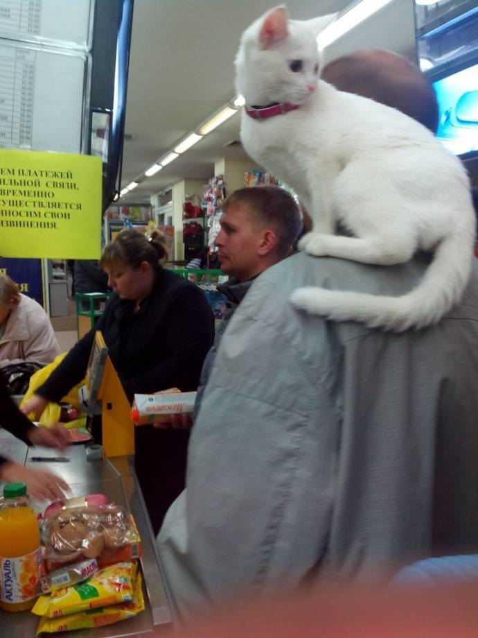 Житель Белово гуляет по городу с белым котом на плече