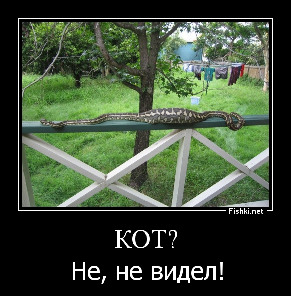 КОТ?