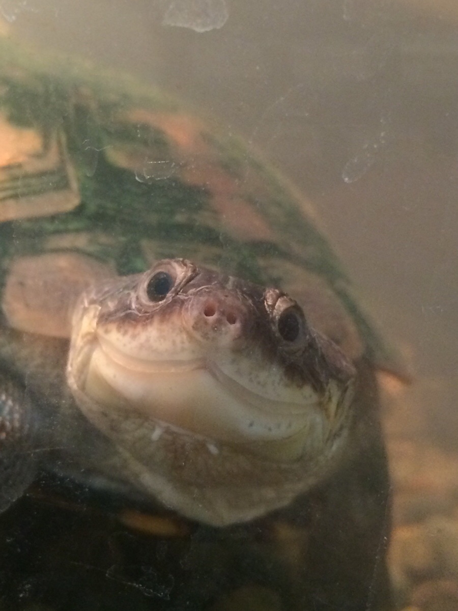 Самая фотогеничная черепаха