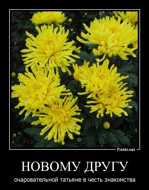 НОВОМУ ДРУГУ