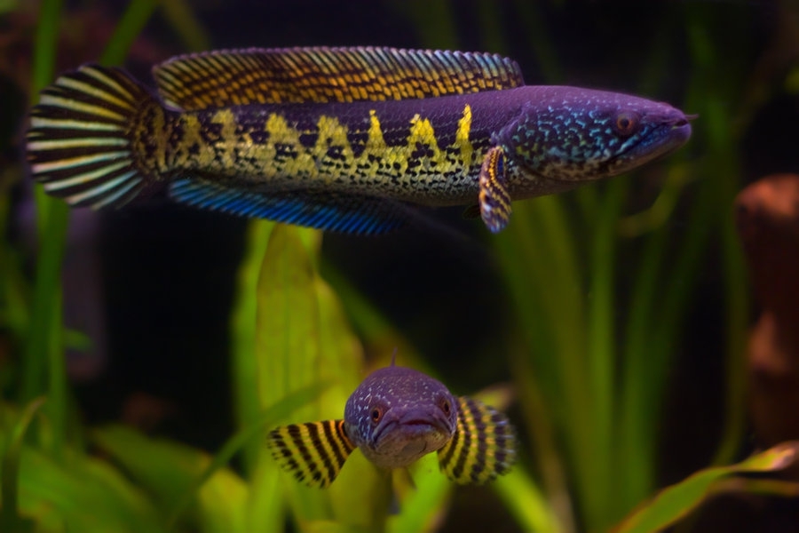 10 необычных аквариумных рыб 