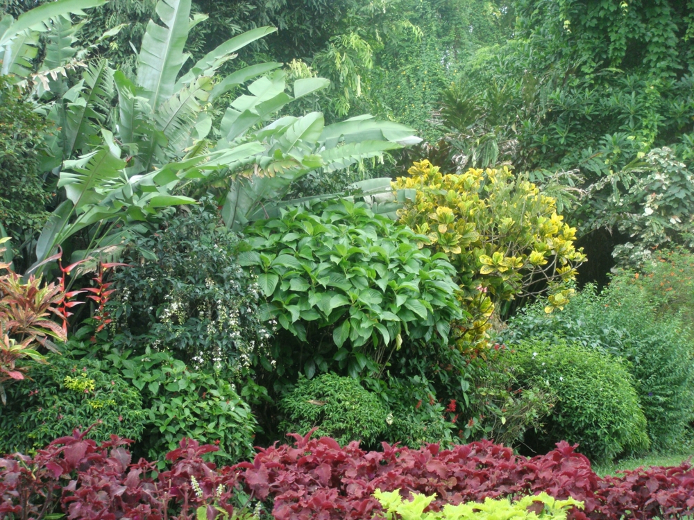 Шри Ланка У Входа В Королевский Ботанический Сад 