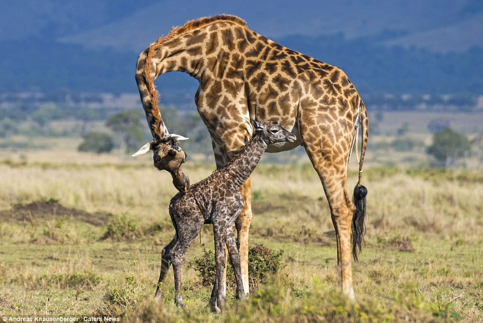 Появление на свет жирафа