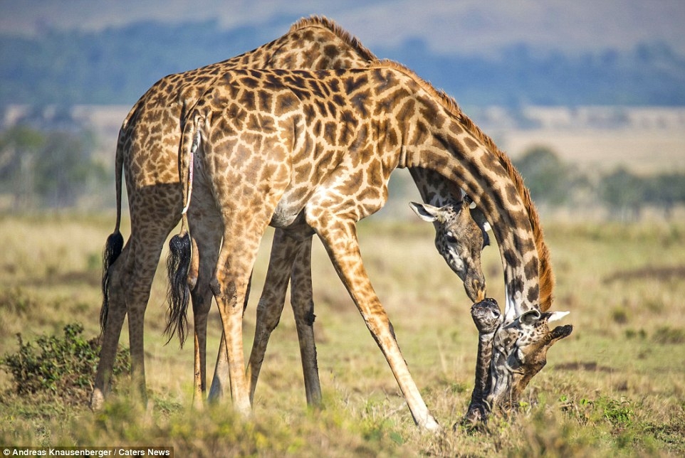 Появление на свет жирафа