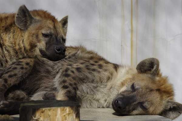 В японском зоопарке ждали потомство от двух гиен-самцов 