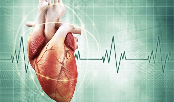 Интересные научные факты о человеческом сердце