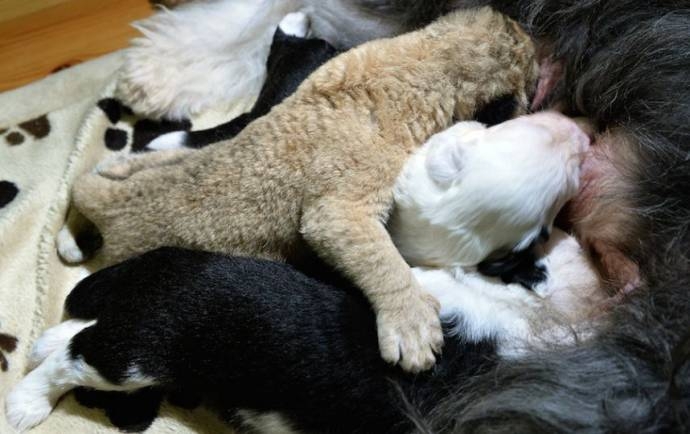 Собака выкармливает львенка вместе со своими щенками