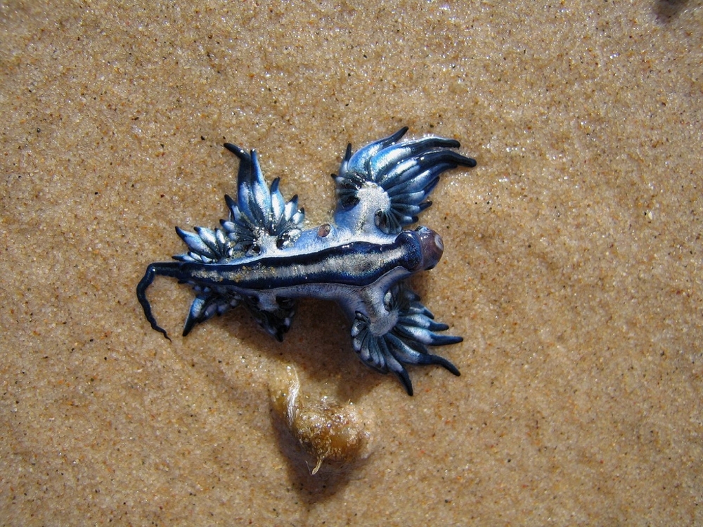 Голубой ангел (Glaucus atlanticus) 