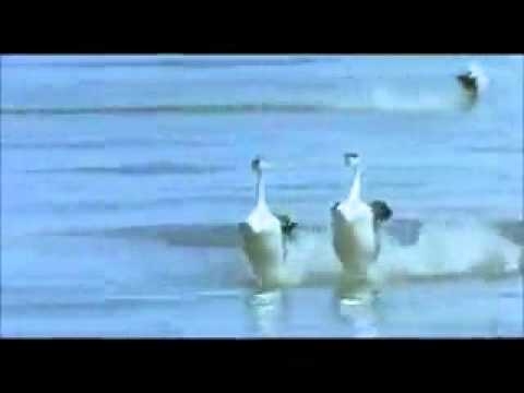 Лезгинка - Танцец лебедей 