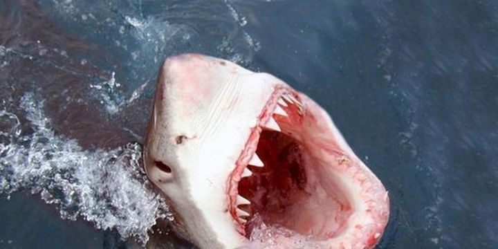 Самые интересные находки в желудках акул 