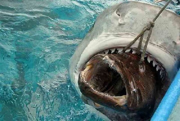 Самые интересные находки в желудках акул 